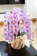 最高級胡蝶蘭３本立（ピンク） 3万コース